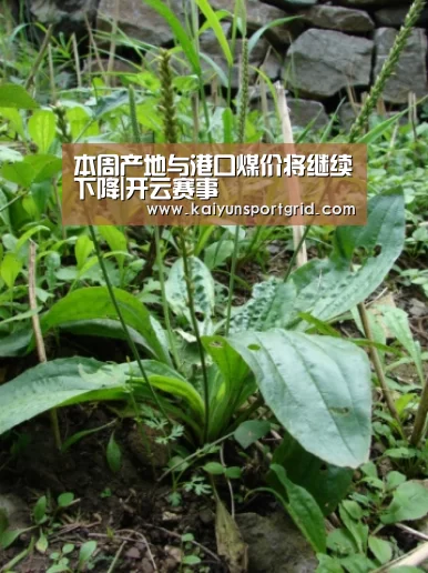 本周产地与港口煤价将继续下降|开云赛事